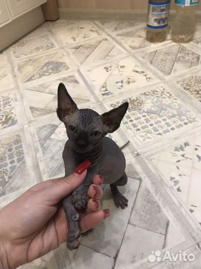 Канадский сфинкс котенок