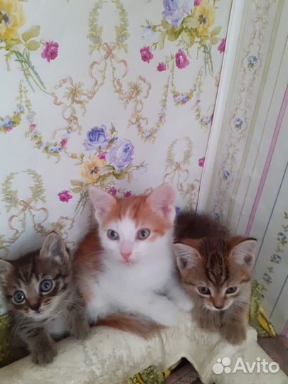Кошка в дар бесплатно