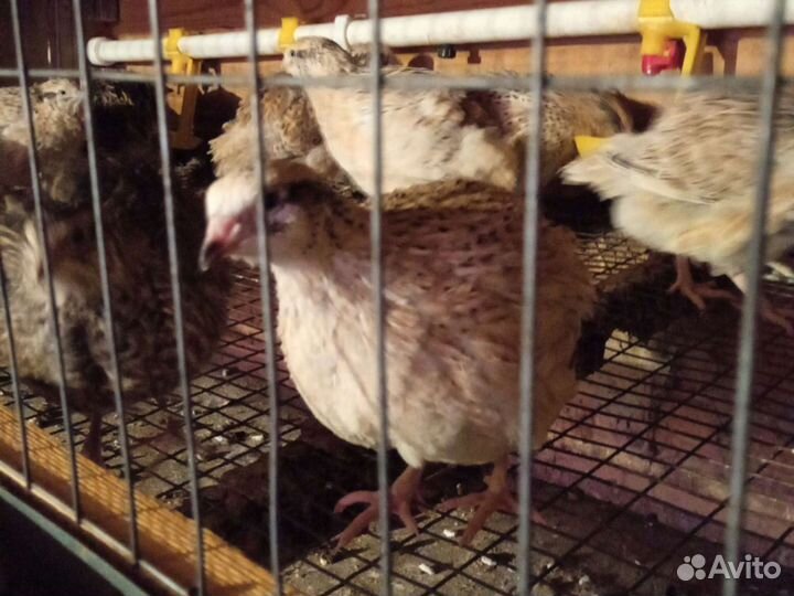 Яйцо домашнее куриное