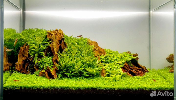 Оформление и обслуживание пресноводных аквариумов