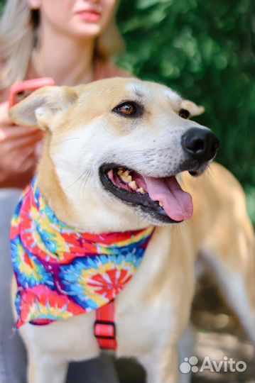 Красивый пёс Лис мечтает стать домашним