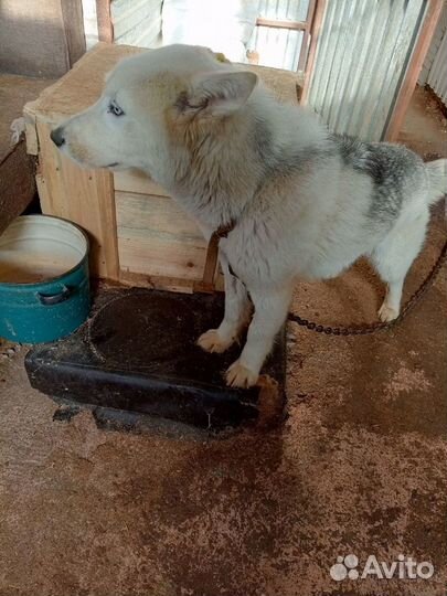 Купите мне билет в жизнь, я в отлове