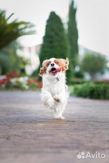 Кавалер кинг чарльз Спаниель девочка 3года