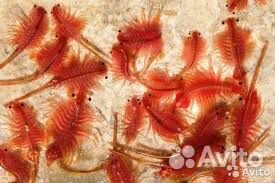 Мотыль. Артемия. Стрептоцефал. Аквариумные рыбки