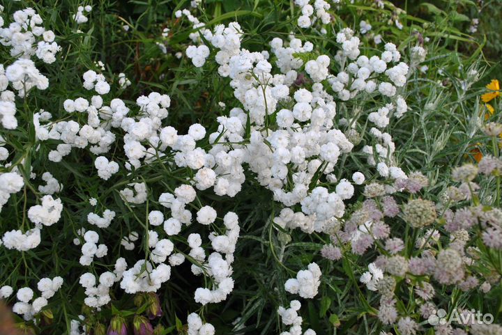 Многолетние растения, цветы садовые