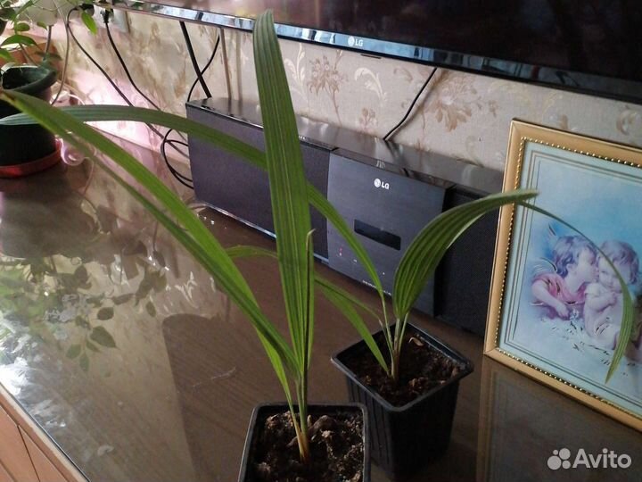 Комнатные цветы