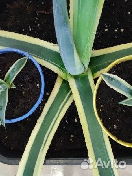 Агава американская вариегатная