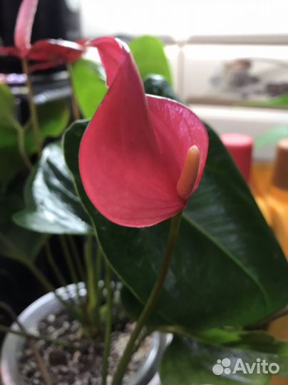 Антуриум Пинк Февер - бронь