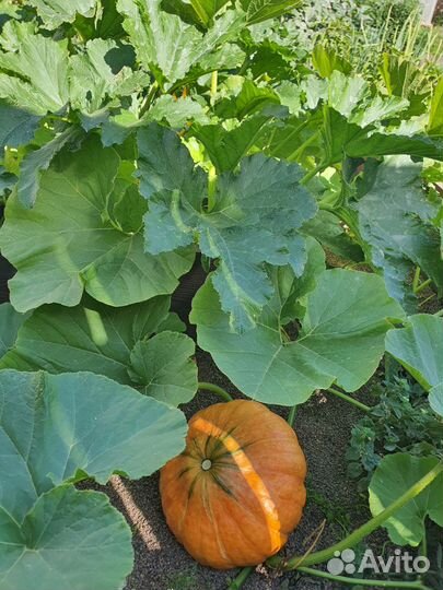 Алоэ, тыква, кабачки