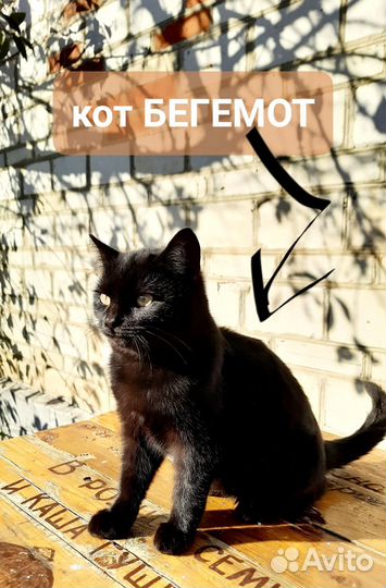 Коты бесплатно