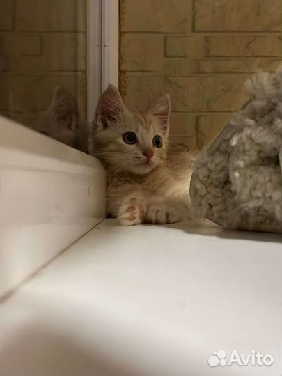 Рыжий котенок в добрые руки