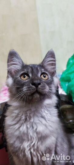 Котята 3 месяца
