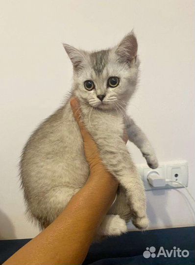 Шотландская прямоухая кошка с документами