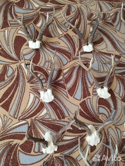 Рога косули