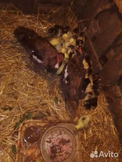 Индоутята крупных линий, Принимаю заявки на июнь