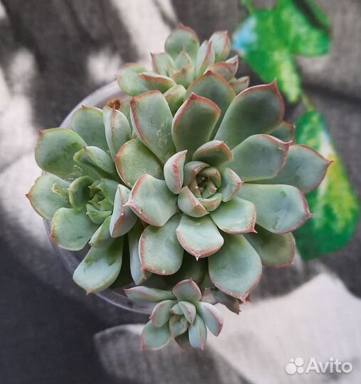 Суккуленты