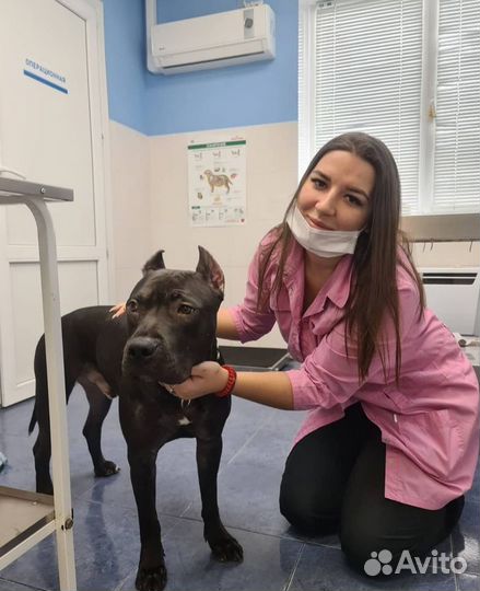 Ветеринарная помощь,вакцинация, эвтаназия