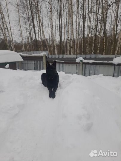 Черная немецкая овчарка вязка