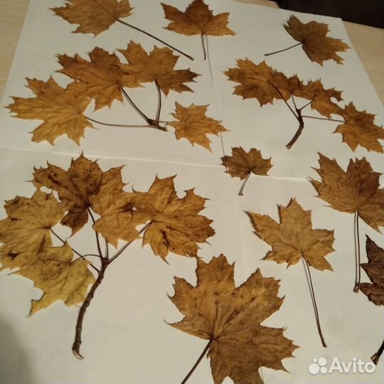 Гербарий осенний Клён