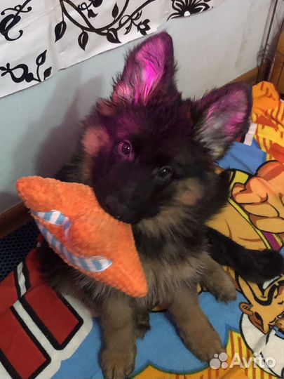 Щенок немецкой овчарки