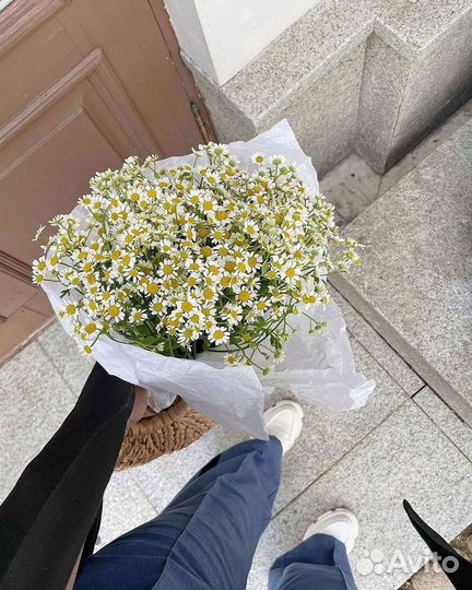 Цветы ромашки