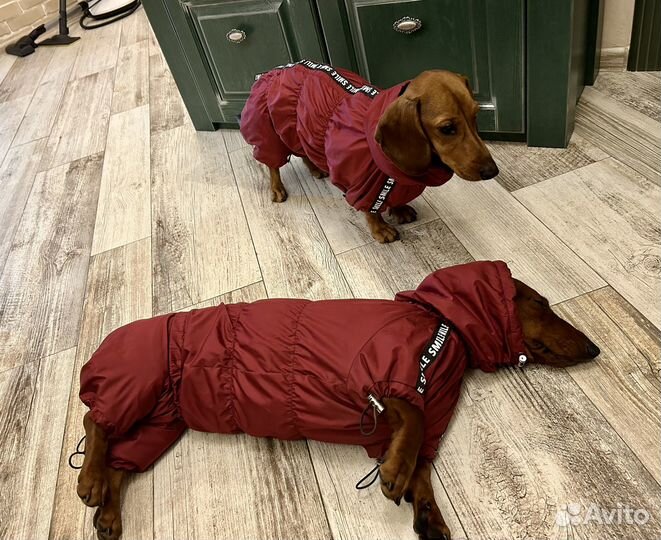 Комбинезон демисезонный на таксу