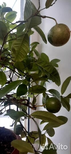 Мандариновое дерево с плодами