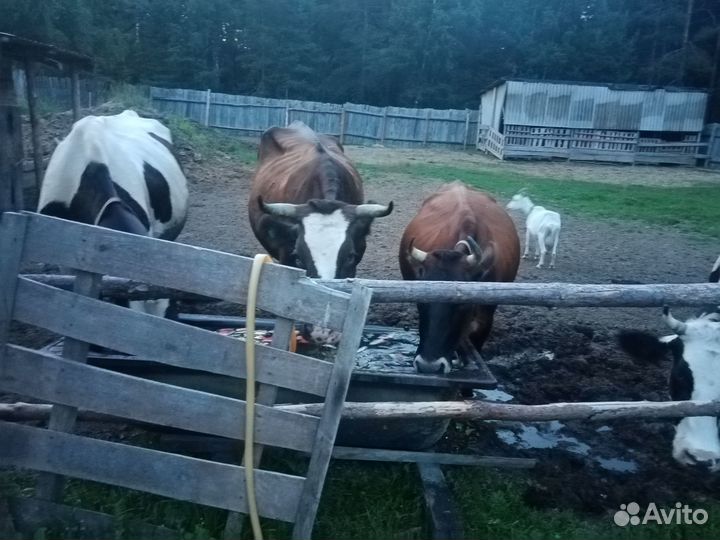 Навоз перегной в мешках