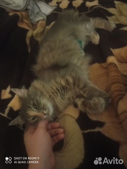 Кошка в дар