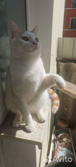 Молодой кот, мышелов