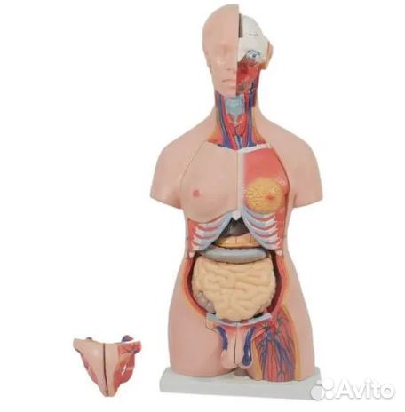 Модель торса двуполая разборная