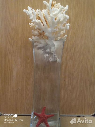 Ракушка морская большая