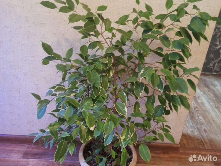 Фикус Бенджамина пестролистный