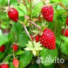 Земляника садовая и ремонтантная