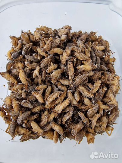 Сверчки замороженные, таракан блаптика