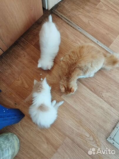 Отдаются котята в добрые руки