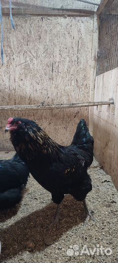 Петух Маран черно медный