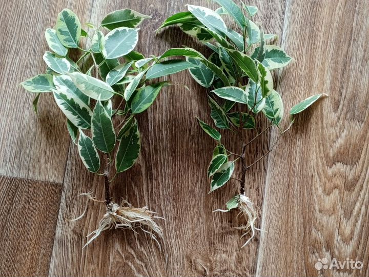 Фикус бенджамина пестролистный