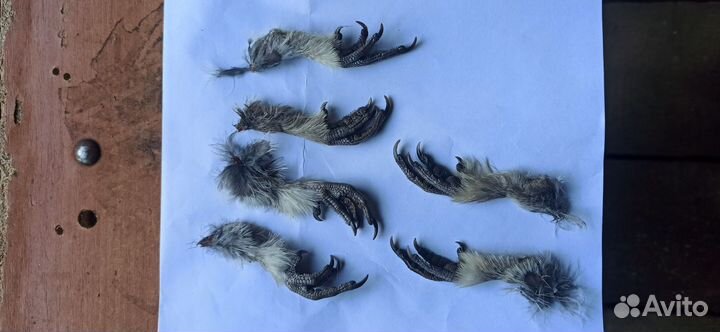 Лапки рябчика