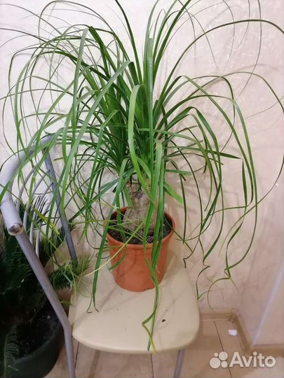 Пальма Налина или бутылочное дерево, бакарнея