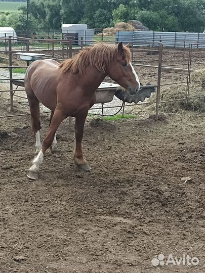 Жеребец тяжеловоз