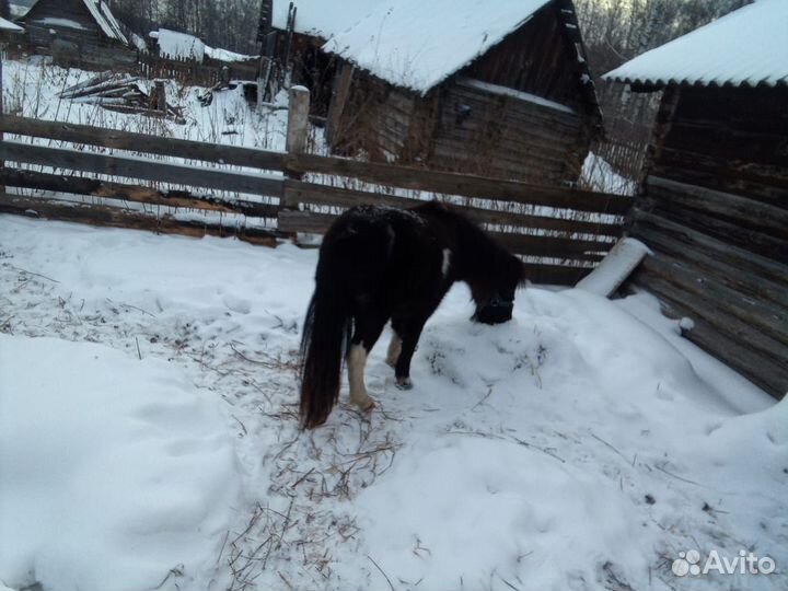 Продам пони Лаура