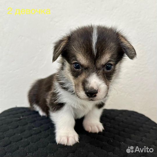 Щенки вельш-корги пемброк