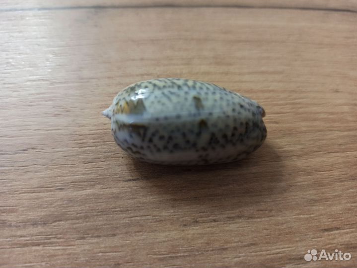 Морская раковина