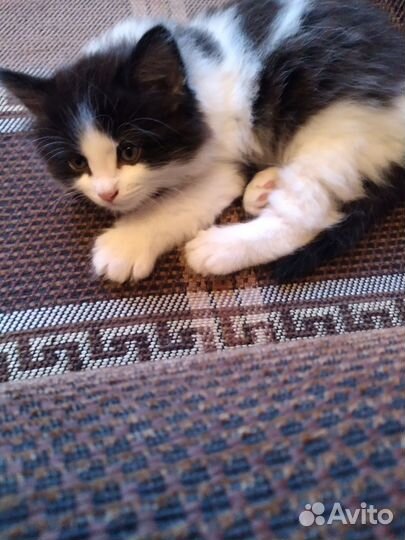 Отдам в добрые руки котенка (кот)