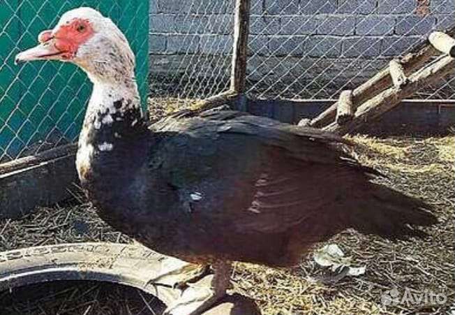 Индоутки(селезень, утка )