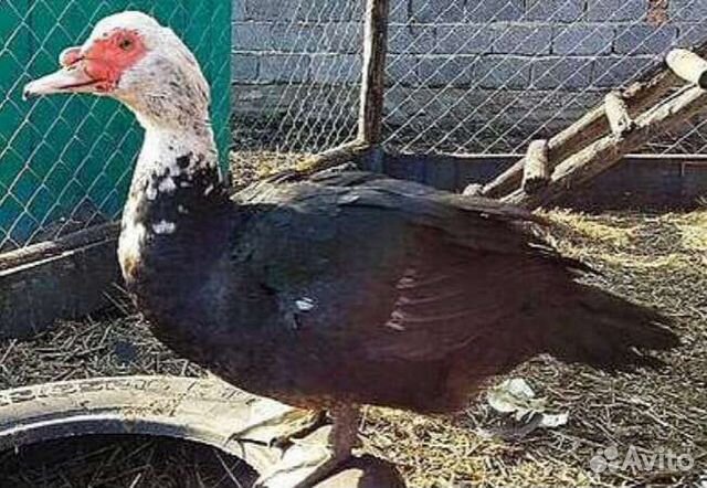 Индоутки(селезень, утка )