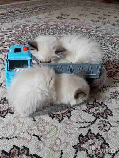 Отдам в хорошие руки котенка