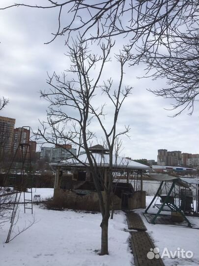 Обрезка плодовых деревьев