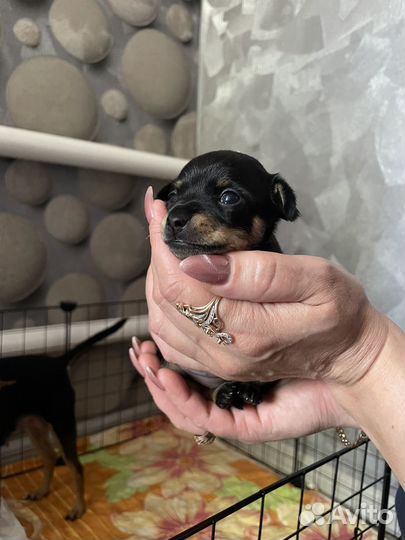 Русский той-терьер мини